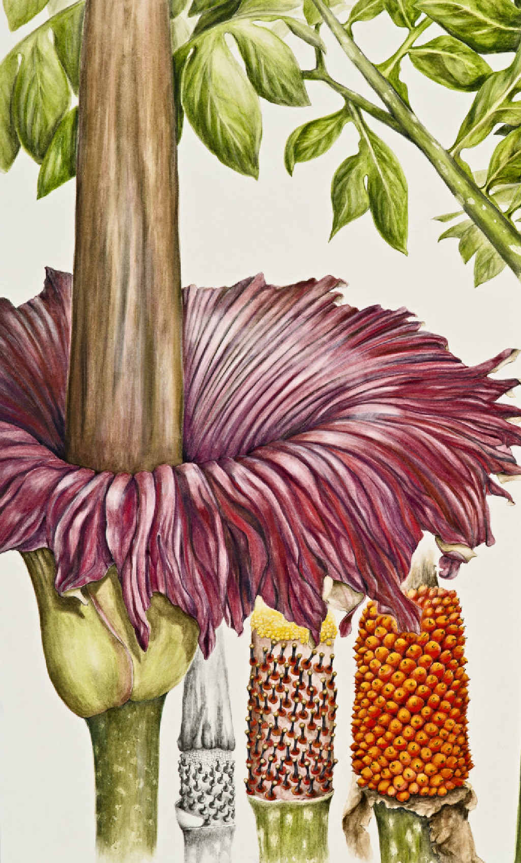 Detail of Julie McEnerny’s Amorphophallus titanum part of the Offshoot exhibition now on display at the Grafton Regional Gallery. Detail of Julie McEnerny’s Amorphophallus titanum part of the Offshoot exhibition now on display at the Grafton Regional Gallery.
